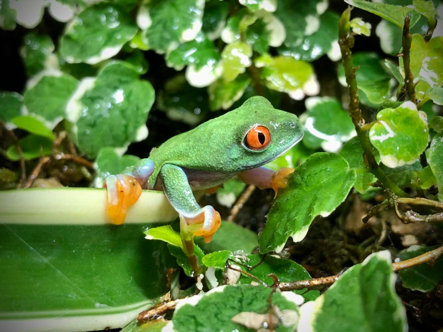 red eyed tree frog habitat